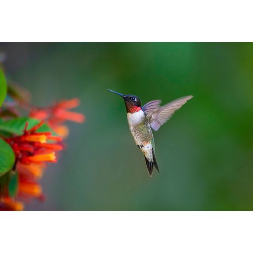 Ditto, Larry 아티스트의 Ruby-throated Hummingbird-Archilochus colubris-flying작품입니다.